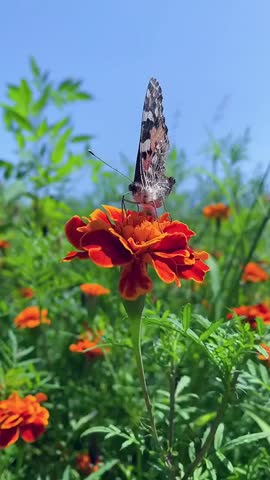 A stunning butterfly pollinates a vivid orange flower, adorned with mostly black wings accented by white and yellow patterns, while the flower boasts a deep orange hue with a yellow core.