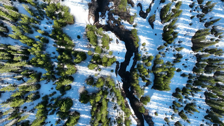 Sunlight illuminates a healthy Oregon forest in Mount Hood National Forest. The Pacific Northwest region is known for its vast forest resources.