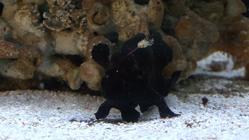 in a aquarium black frogfish