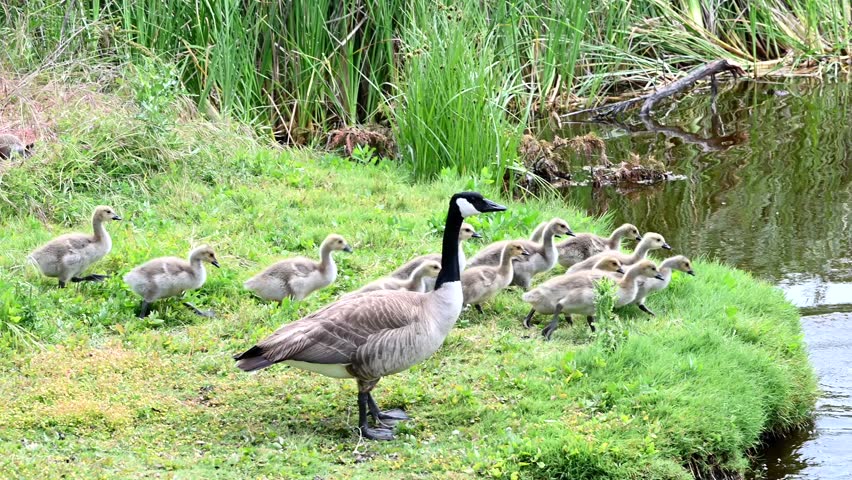4K HD hand held video of goslings jumping from grassy shore into the water of a pond in a city park. Parents follow and start drinking water.