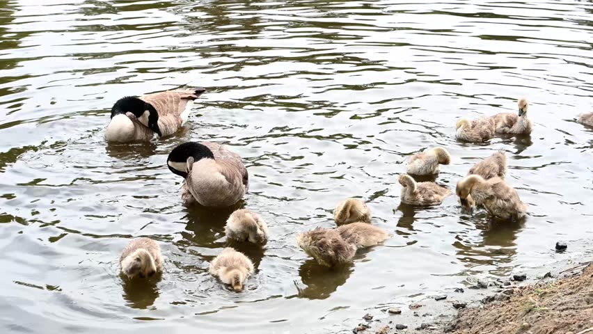 4K HD hand held video of adult Canada geese bathing and preening with goslings mimicking their behavior, learning to preen and bathe.