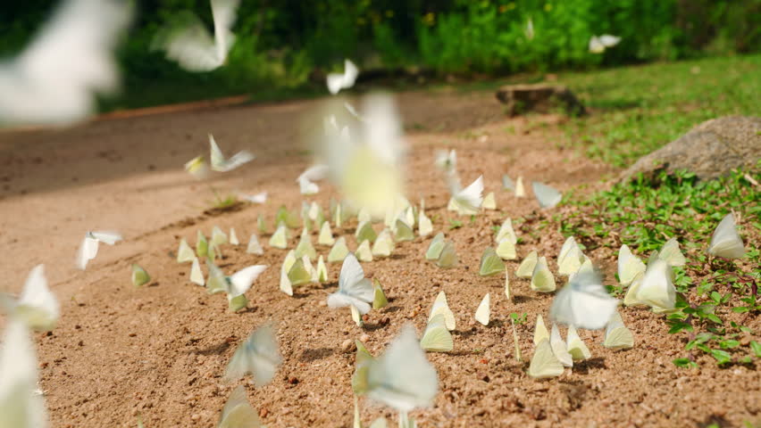 Numerous white butterflies flutter over ground, gather at wet soil in sunny green park. Insect group feeding behavior in nature. Wings flapping, creating dynamic motion blur. Slow motion.