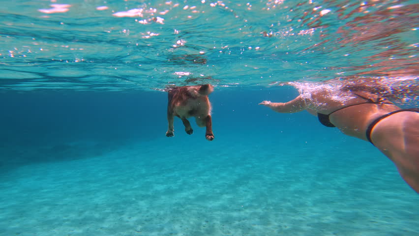 UNDERWATER: Beautiful lady in black bikini swims in stunning crystal clear sea together with her brown dog. Refreshing water activity for young woman and her doggo on summer holidays at Croatian coast