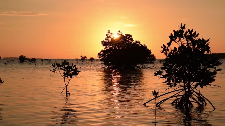 Timelapse Beautiful Sunset in Mangrove Forest, Karimunjawa, Jepara, Indonesia
