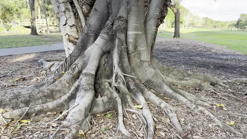 Vertical Pan of Majestic Tree