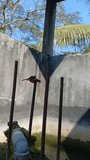 Video of dragonflies flying and landing 