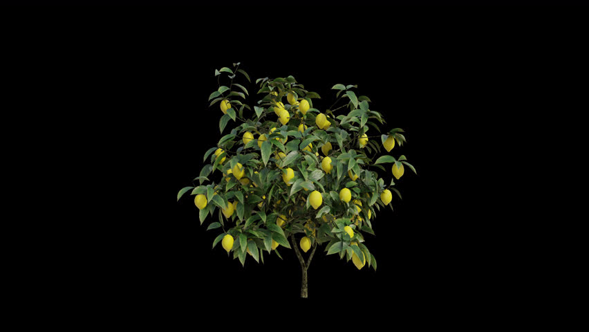 Lemon Tree blowing in the wind. Wind blows the Lemon Plant. Animated Plant swaying in the wind with Transparent Background. Alpha Channel. Loop Animation