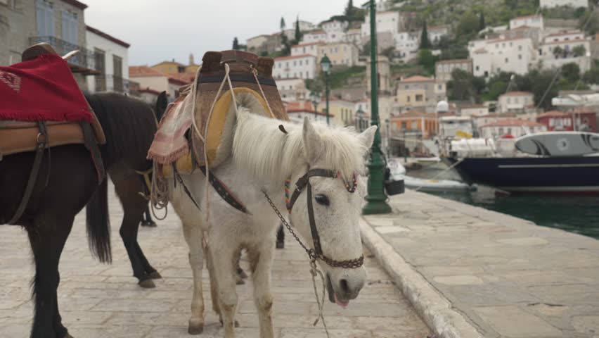 Horses On The Cobblestone Streets At The Port Of Hydra Town, Hydra Island In Attica, Greece. Close-up Shot