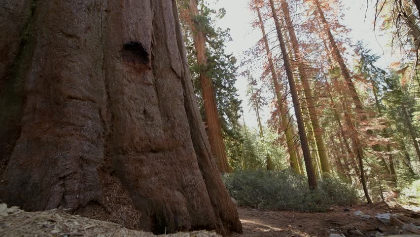 Giant Sequoia Tree Closeup with Camera Slide Motion. California Sierra Nevada Mountains.