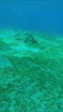 Vertical video, Sea turtle greedily eats green sea grass on hilly seagrass meadow, Slow motion. Moving forward approaching Great Green Sea Turtle (Chelonia mydas)