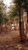 Shot of an alpaca in the forest. Alpaca in an enclosure in a pine forest. Shot of a real llama. Vertical video