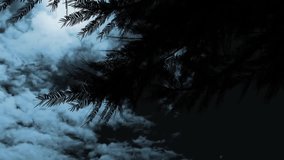 Animation of fir tree over clouds moving. Abstraction, pattern and colours concept digitally generated video.