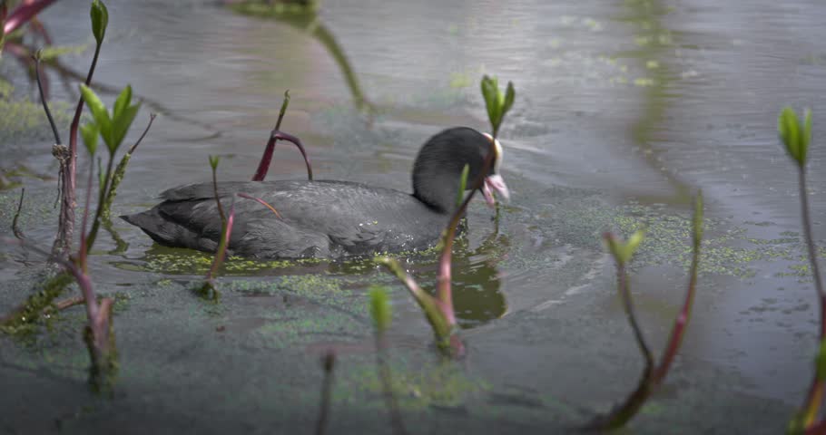 Eurasian coot (Fulica atra) swimming in a lake in spring, a black waterfowl with a white beak and red eyes. High quality 4K slow motion. Royalty-Free Stock Footage #3501892587