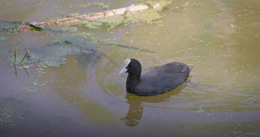 Eurasian coot (Fulica atra) swimming in a lake in spring, a black waterfowl with a white beak and red eyes. High quality 4K slow motion. Royalty-Free Stock Footage #3501893577