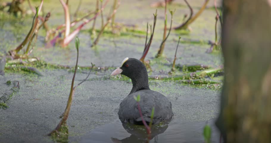 Eurasian coot (Fulica atra) swimming in a lake in spring, a black waterfowl with a white beak and red eyes. High quality 4K slow motion. Royalty-Free Stock Footage #3501895331
