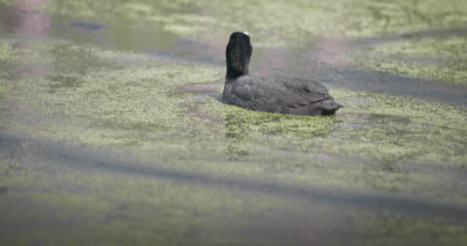 Eurasian coot (Fulica atra) swimming in a lake in spring, a black waterfowl with a white beak and red eyes. High quality 4K slow motion. Royalty-Free Stock Footage #3501897981