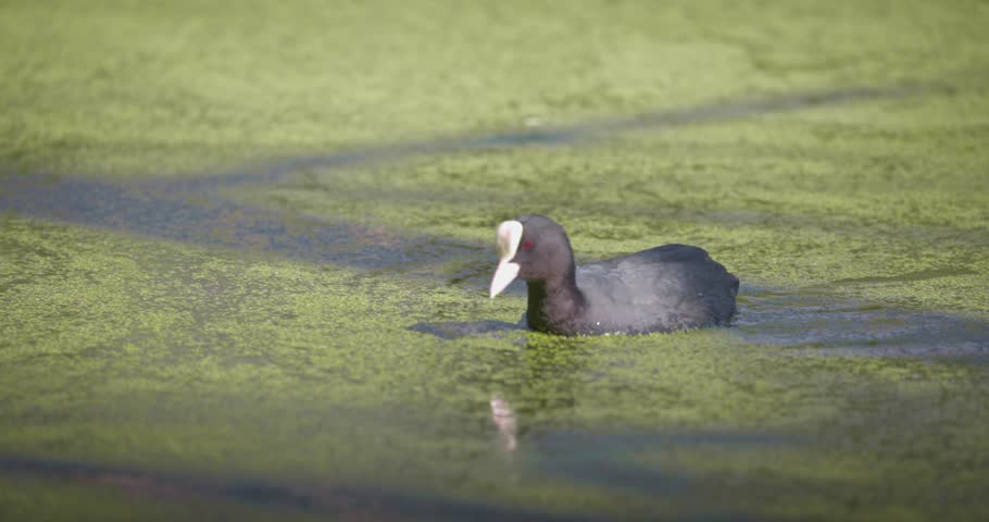 Eurasian coot (Fulica atra) swimming in a lake in spring, a black waterfowl with a white beak and red eyes. High quality 4K slow motion. Royalty-Free Stock Footage #3501899605