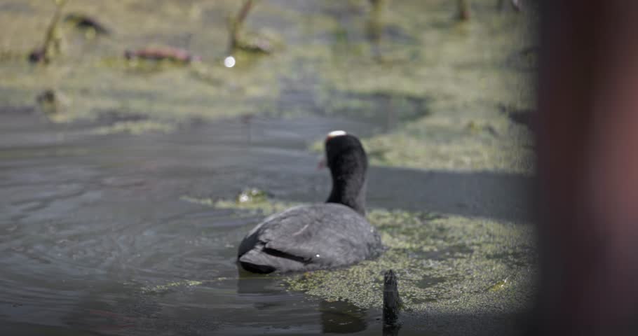 Eurasian coot (Fulica atra) swimming in a lake in spring, a black waterfowl with a white beak and red eyes. High quality 4K slow motion. Royalty-Free Stock Footage #3501901083