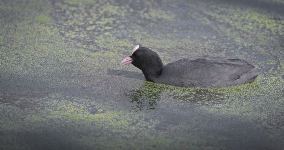 Eurasian coot (Fulica atra) swimming in a lake in spring, a black waterfowl with a white beak and red eyes. High quality 4K slow motion. Royalty-Free Stock Footage #3501902779