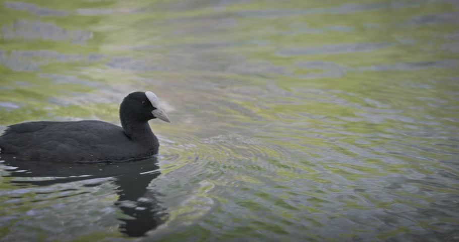 Eurasian coot (Fulica atra) swimming in a lake in spring, a black waterfowl with a white beak and red eyes. High quality 4K slow motion. Royalty-Free Stock Footage #3501906289