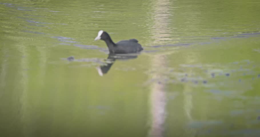 Eurasian coot (Fulica atra) swimming in a lake in spring, a black waterfowl with a white beak and red eyes. High quality 4K slow motion. Royalty-Free Stock Footage #3501906527