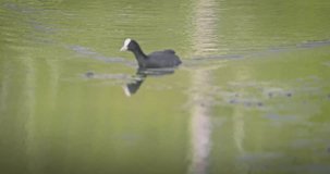 Eurasian coot (Fulica atra) swimming in a lake in spring, a black waterfowl with a white beak and red eyes. High quality 4K slow motion.