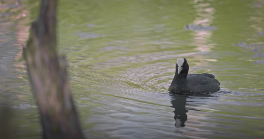 Eurasian coot (Fulica atra) swimming in a lake in spring, a black waterfowl with a white beak and red eyes. High quality 4K slow motion. Royalty-Free Stock Footage #3501908689