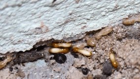Video clip of termites nesting in the house, destroying things.