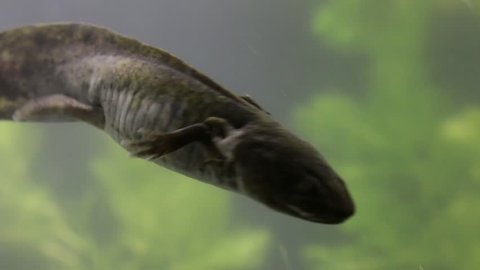 Mexican axolotl, the most mysterious and promising neotenic salamander. Hopes for stem cell research. Endangered flagship species, urgent need for conservation and restoration of habitat
