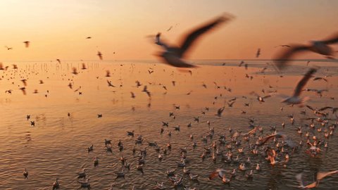 Flying birds with sunrise at Samut Prakan Province, Thailand.