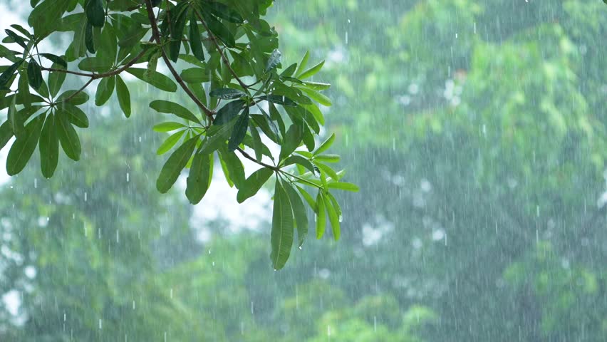 Heavy rain refreshing rainwater on the leaves - Powered by Shutterstock - Get 15% off with code: PIKWIZARD15