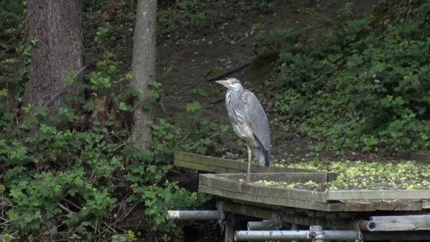 A Grey Heron, Ardea cinerea, perched on a fishing platform by lake. Spring. UK