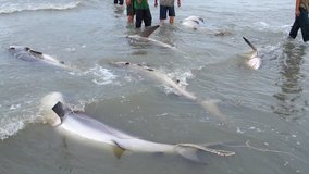High-quality video footage of shark on the beach and fisherman with fishing boats in Long Hai beach, Vietnam. Hunting for sharks affects the environment