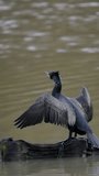 Vertical Video of a Cormorant 