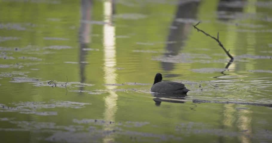Eurasian coot (Fulica atra) swimming in a lake in spring, a black waterfowl with a white beak and red eyes. High quality 4K slow motion. Royalty-Free Stock Footage #3502068245