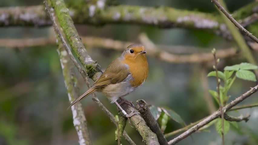 Robin Perched on a Branch	