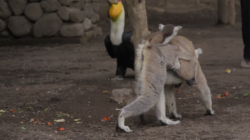A mother lemur with two baby lemurs seen from behind.