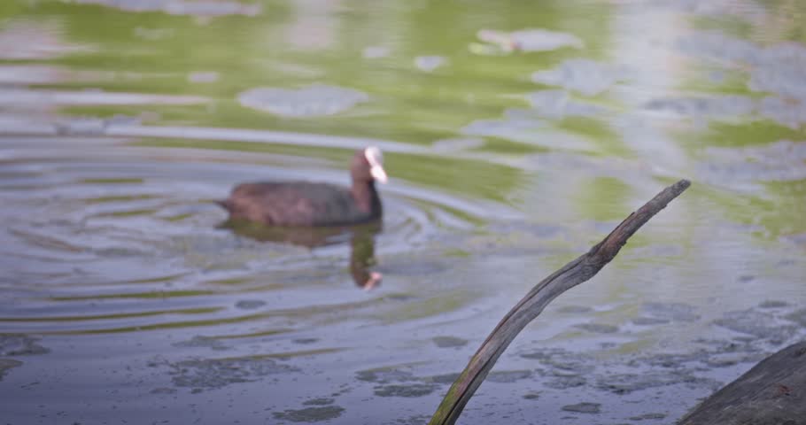 Eurasian coot (Fulica atra) swimming in a lake in spring, a black waterfowl with a white beak and red eyes. High quality 4K slow motion. Royalty-Free Stock Footage #3502078419