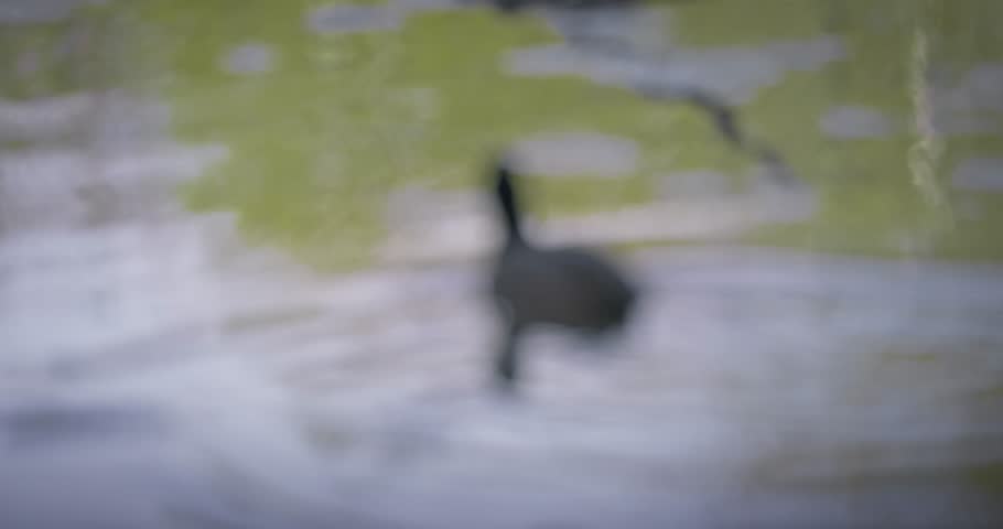 Eurasian coot (Fulica atra) swimming in a lake in spring, a black waterfowl with a white beak and red eyes. High quality 4K slow motion. Royalty-Free Stock Footage #3502079059