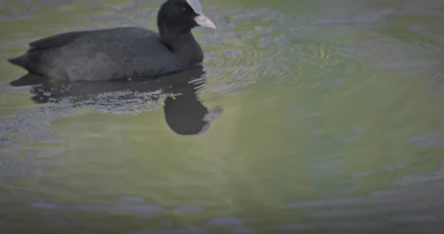 Eurasian coot (Fulica atra) swimming in a lake in spring, a black waterfowl with a white beak and red eyes. High quality 4K slow motion. Royalty-Free Stock Footage #3502079753