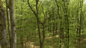 AERIAL, FPV DRONE: Spring canopies of young beech trees full of green foliage. Forest vegetation awakening in springtime. Spring-grown foliage of deciduous trees and undergrowth in the lush woods.