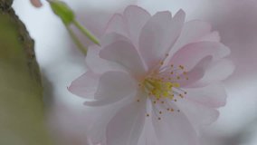 Macro shot of a light pink flower showing intricate details like yellow pollen and soft petals, against a blurred background - Powered by Shutterstock - Get 15% off with code: PIKWIZARD15