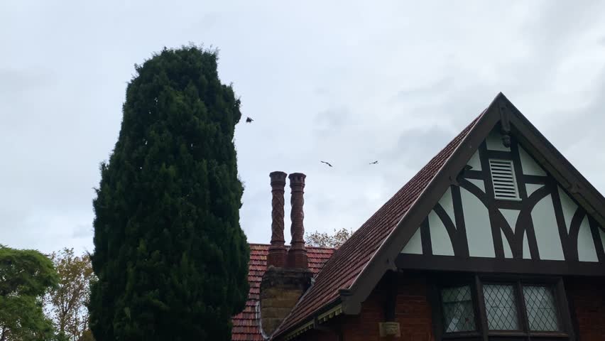 Old Cottage roof on rainy day with passing birds	
