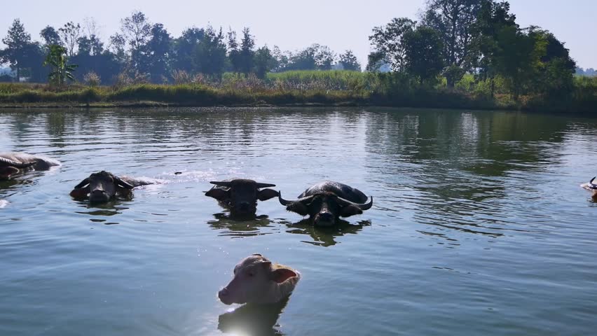 Happy Albino buffalo lying in a pond in Thailand