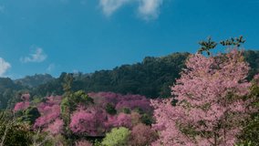 Time lapse, Motion white clouds against blue sky over Blossom of Wild Himalayan Cherry (Prunus cerasoides) tree for a background 
around  Khun Chang Kian village in Chiang mai, Thailand. Video 4K