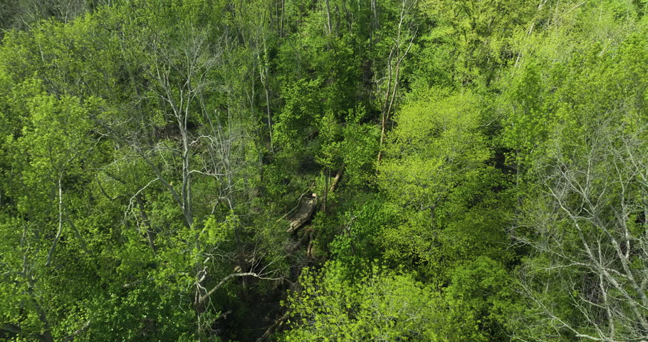 A peek into the majestic, wild America. Big Cypress State Park in Tennessee.