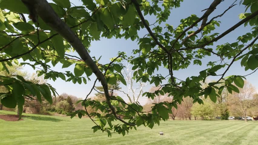 Placebo Metal Silver Tree at Saint Louis Art Museum Along Fine Arts Drive Near Art Hill in St Louis, Missouri, USA.