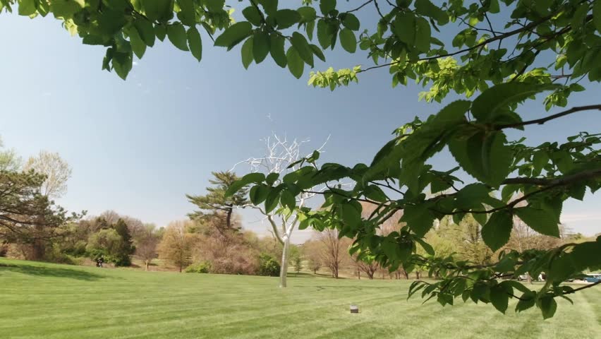 Placebo Metal Silver Tree at Saint Louis Art Museum Along Fine Arts Drive Near Art Hill in St Louis, Missouri, USA.