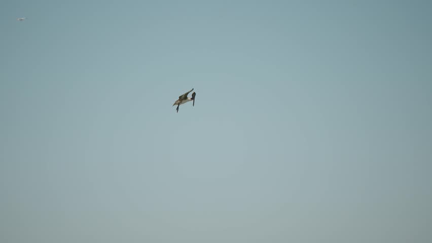 Pelican Diving For Fish In The Blue Sea In Baja California Sur, Cabo San Lucas, Mexico. - tracking shot