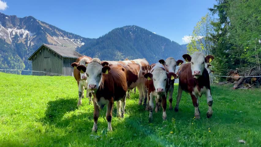Alpine cows with bells in a meadow in the mountains close-up